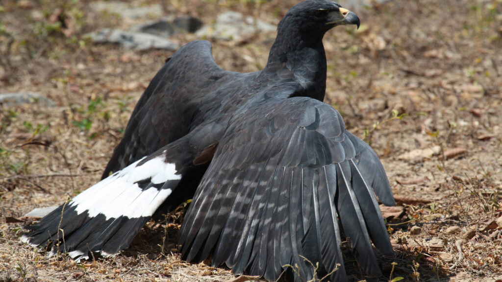 A Great Black-hawk anting on a lawn