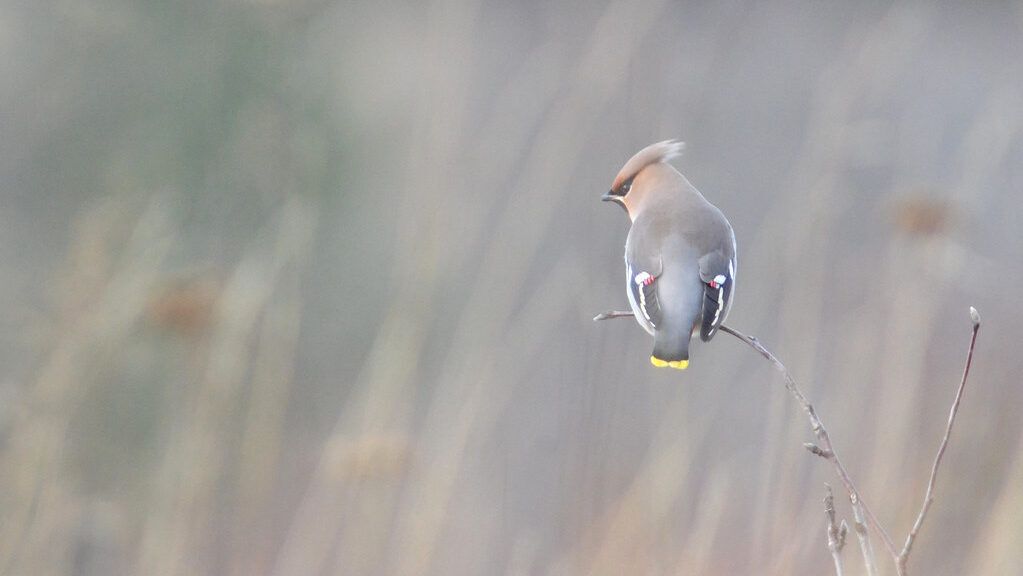 Bohemian Waxwing bird perched on a thin twig.