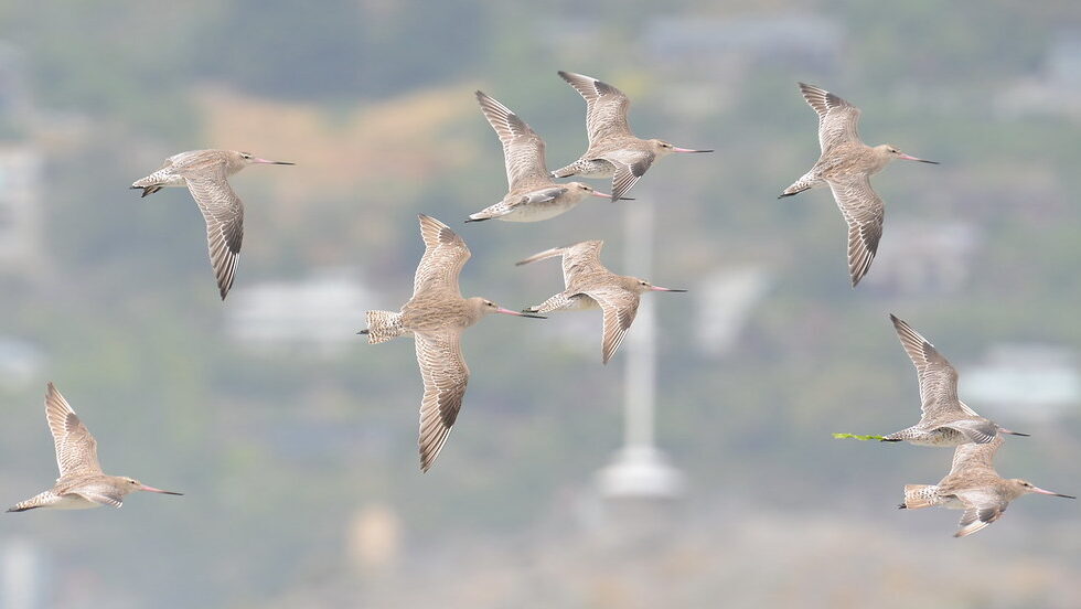 Flock of Bar-tailed Godwits together during migration.