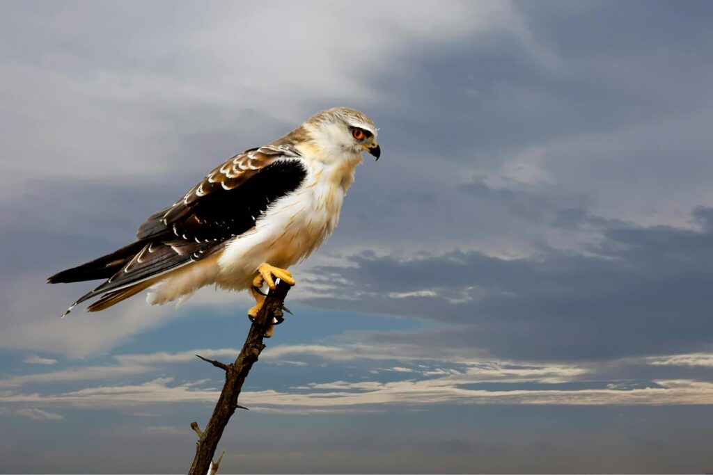 A raptor perched on a branch against a dramatic, cloud-filled sky in Kruger Park.
