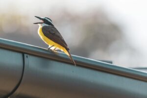 Close-up of a Great Kiskadee bird singing while perched on a metal roof.