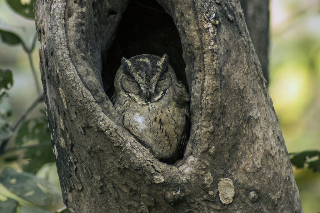 An Indian Scops Owl is nestled in a tree hollow.