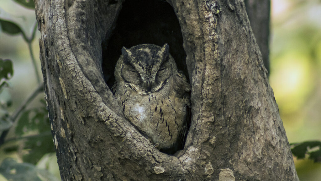 An Indian Scops Owl is nestled in a tree hollow.