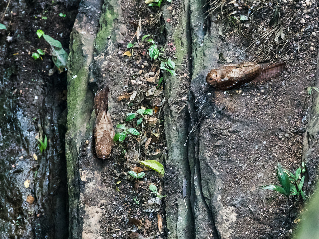 An Oilbird is perched inside a dark crevice, looking outward.