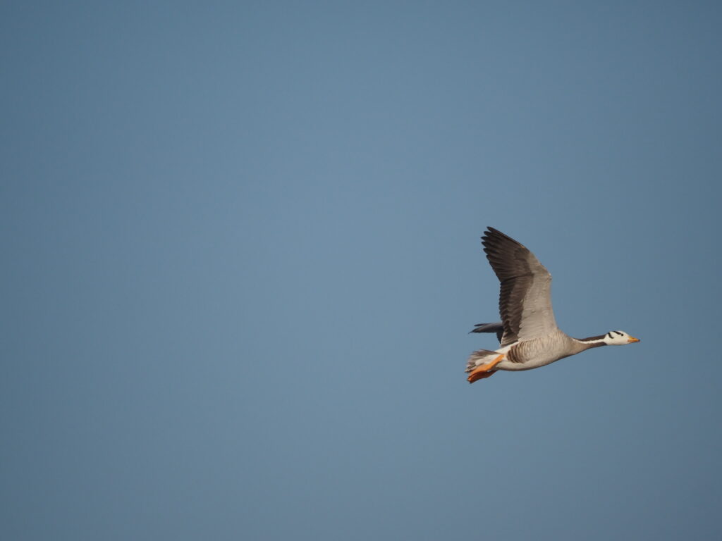 A bar-headed goose flies against a clear blue sky.
Sources
A bar-headed goose flies against a clear blue sky.