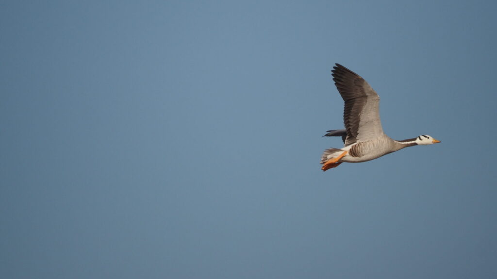 A bar-headed goose flies against a clear blue sky. Sources A bar-headed goose flies against a clear blue sky.
