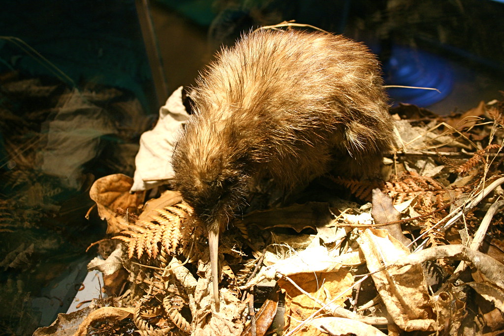 A kiwi bird with brown feathers foraging in foliage.