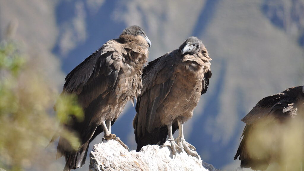 Two Andean condors perch on a rock.