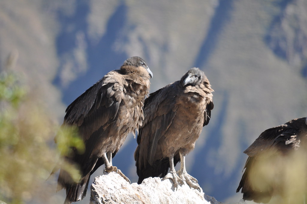 Two Andean condors perch on a rock.