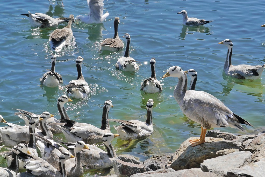 Bar-headed geese are swimming in the water.