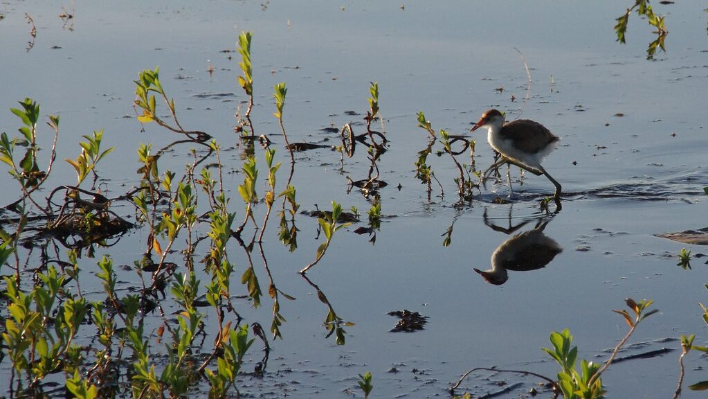 Comb-crested Jacana walking on water surface surrounded by vegetation