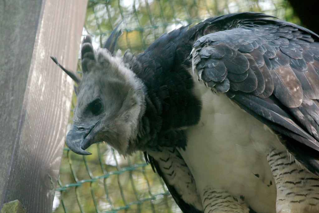 A Harpy Eagle with a close-up profile.