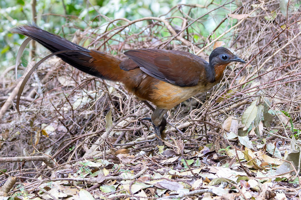 An Albert's Lyrebird walks amongst dry leaves and twigs on the ground.