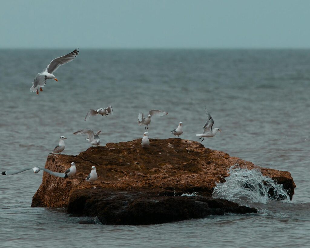 Several Gulls perched on a rock formation near the water.
