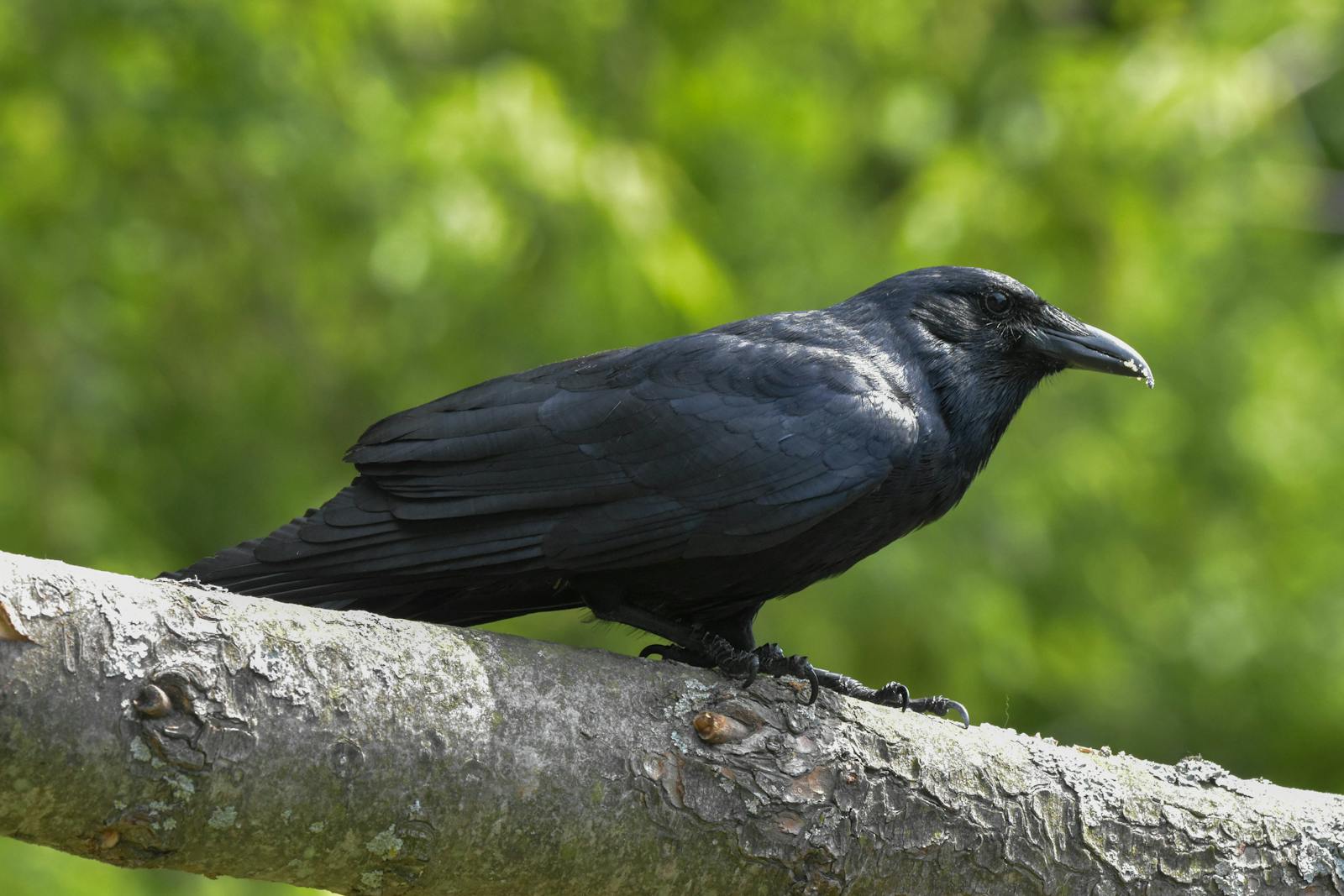 An American Crow perched on a tree branch in a natural setting.