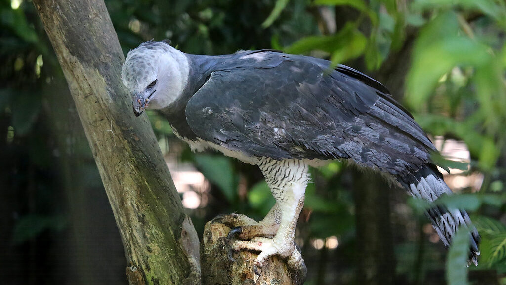 Side view of a harpy eagle perched on a branch