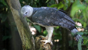 Side view of a harpy eagle perched on a tree branch