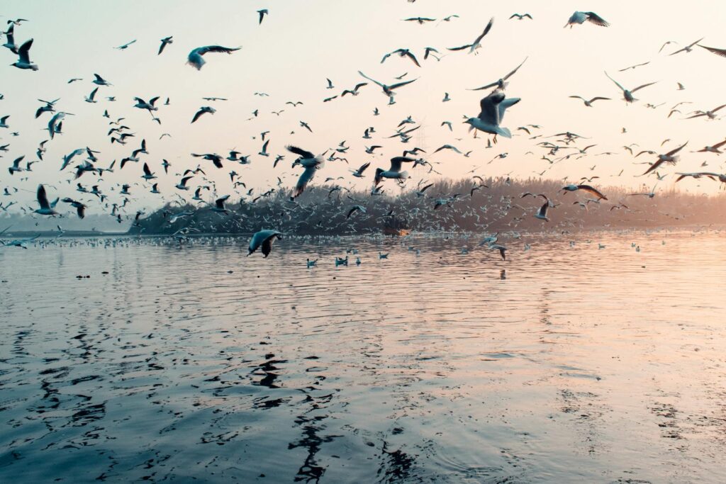 A large flock of seagulls flying over water.