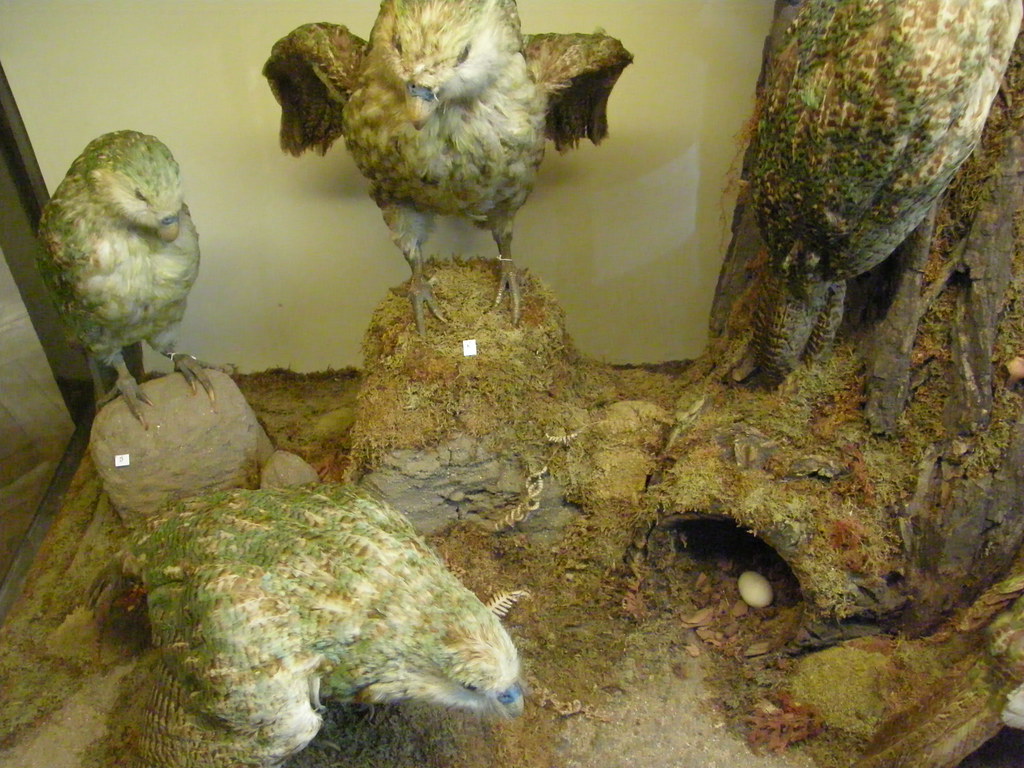 A Kākāpō is seen near its egg nestled in a mossy, natural setting.