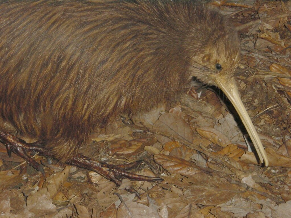 A brown kiwi forages among fallen leaves.