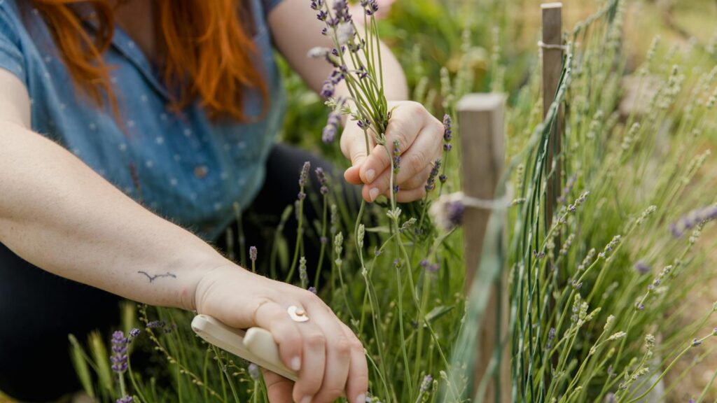 gardener pruning lavender stems in an outdoor garden