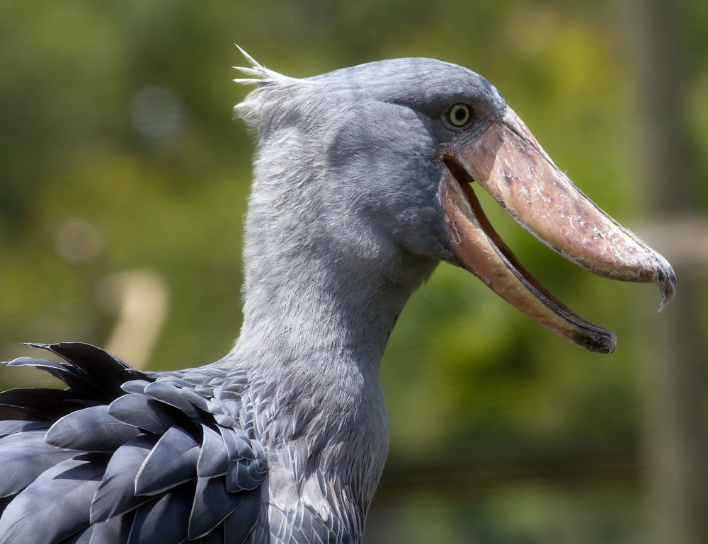 A shoebill with a large, open bill, showing its unique features.