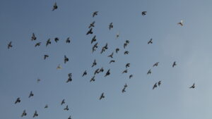 A large flock of birds flies in a scattered pattern against a clear sky.