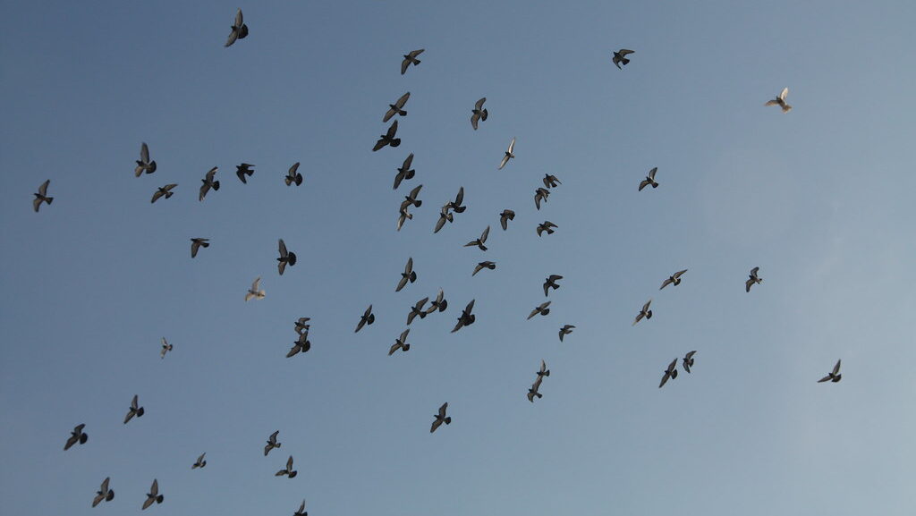 A large flock of birds flies in a scattered pattern against a clear sky.
