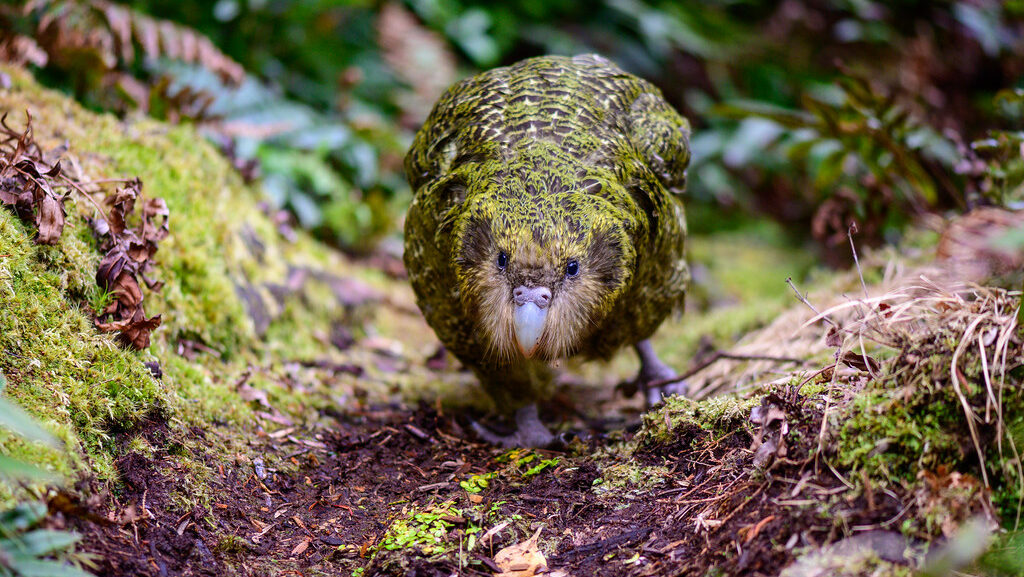 Kakapo walking on forest floor surrounded by leaves and moss