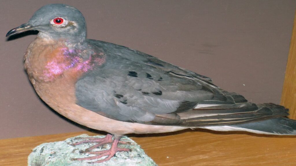 The Passenger Pigeon (Ectopistes migratorius ) 