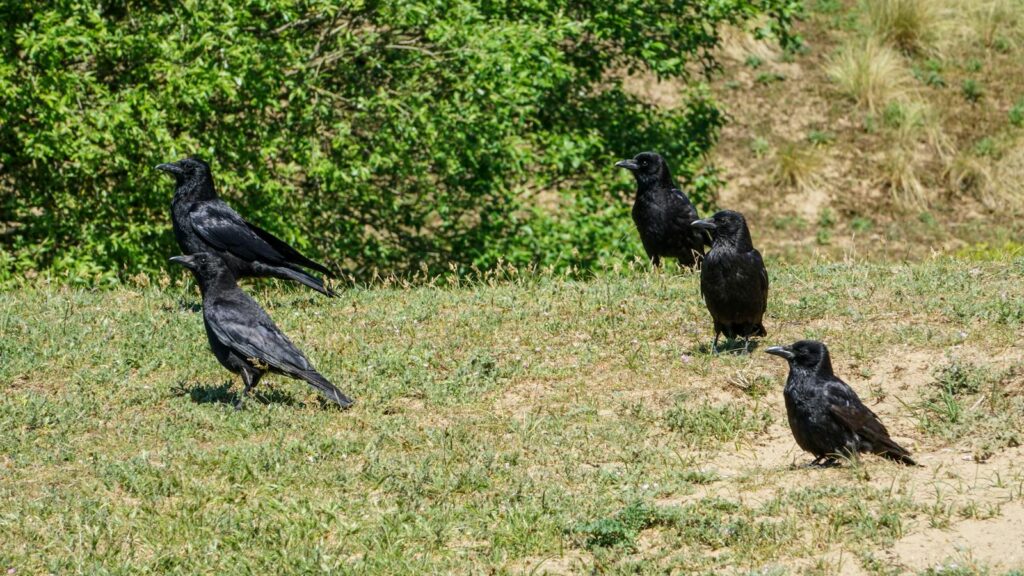 A murder of crows standing on grass