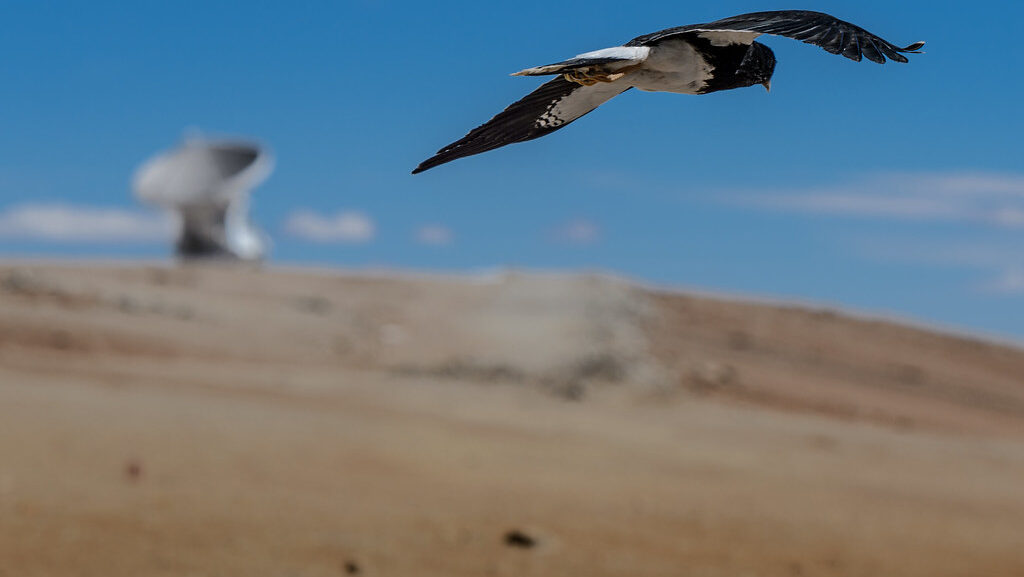 Pied Harrier flying over arid desert landscape