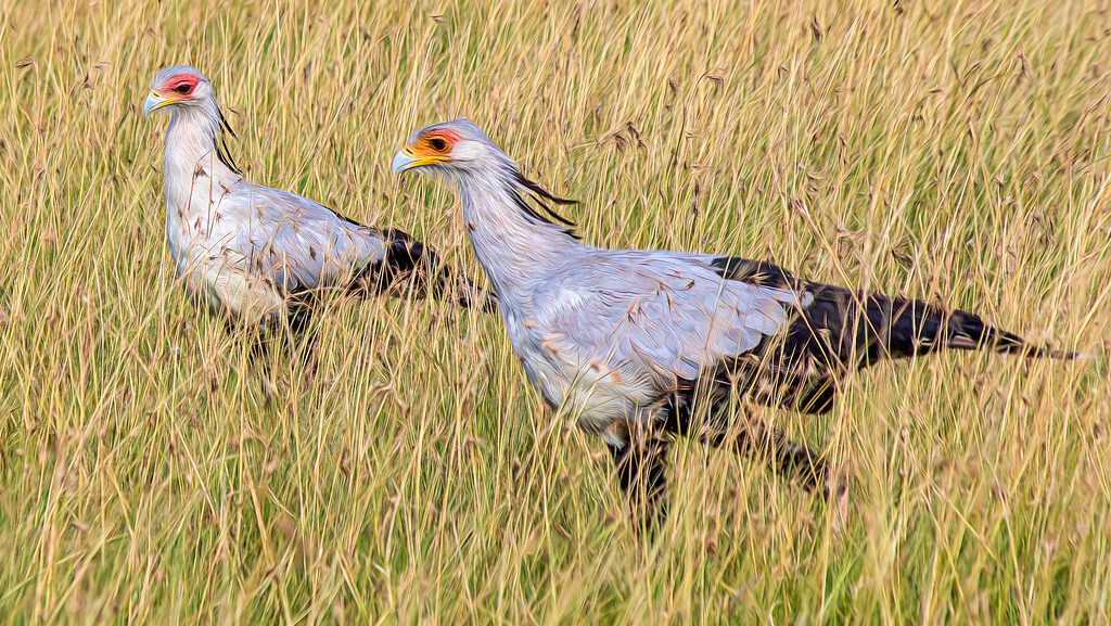 Two secretary birds running across a dry grassy field