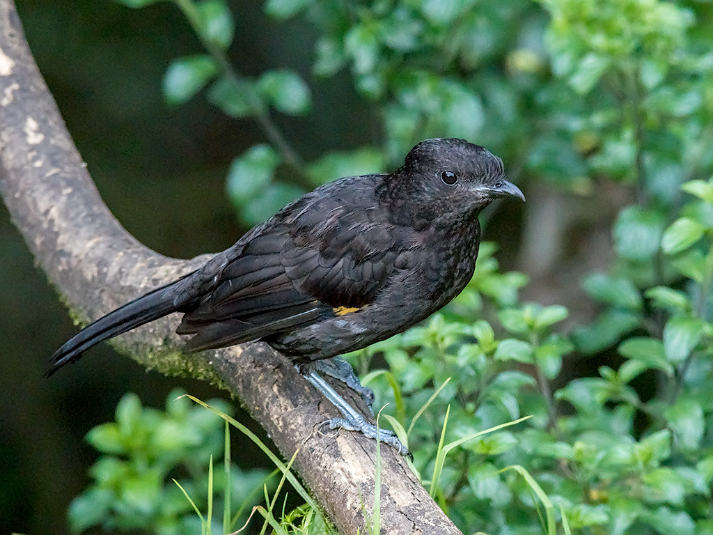A black bird with dark feathers and a long tail perches on a branch.