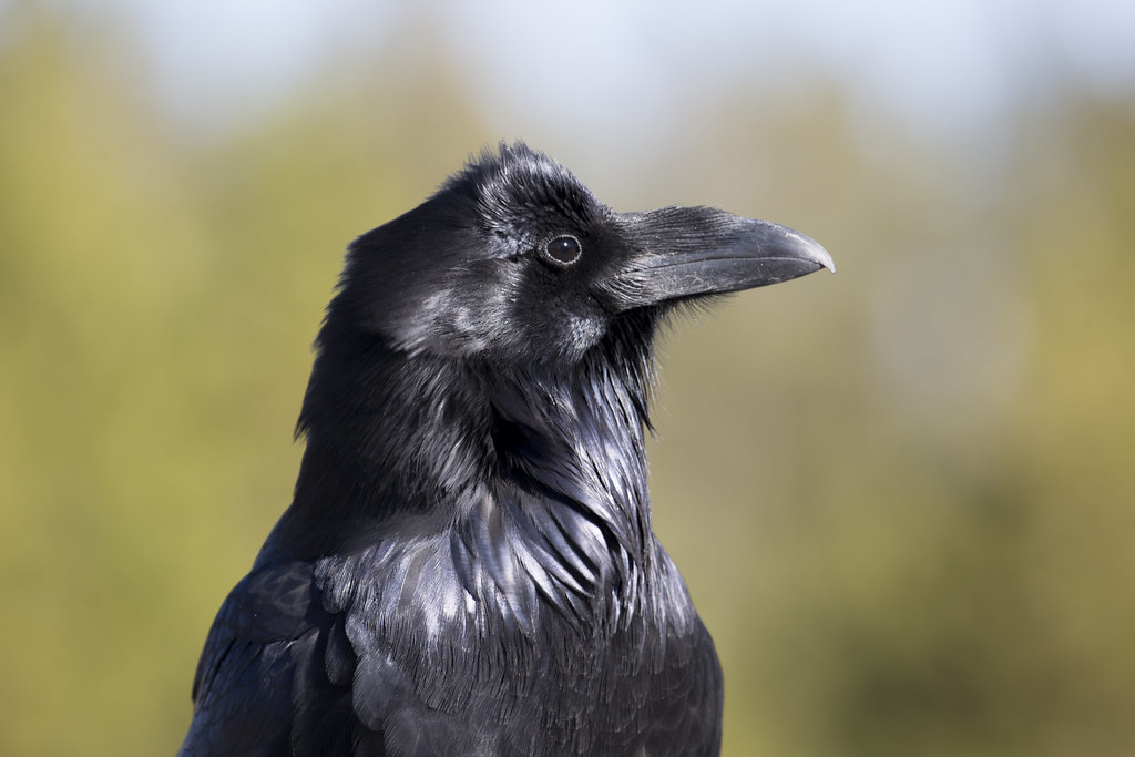 A Common Raven's head is shown in close-up.