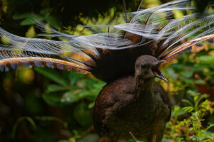 A Lyrebird displays its impressive tail feathers while singing in a lush environment.