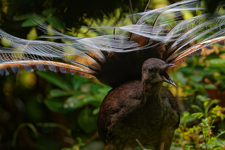 A Lyrebird displays its impressive tail feathers while singing in a lush environment.