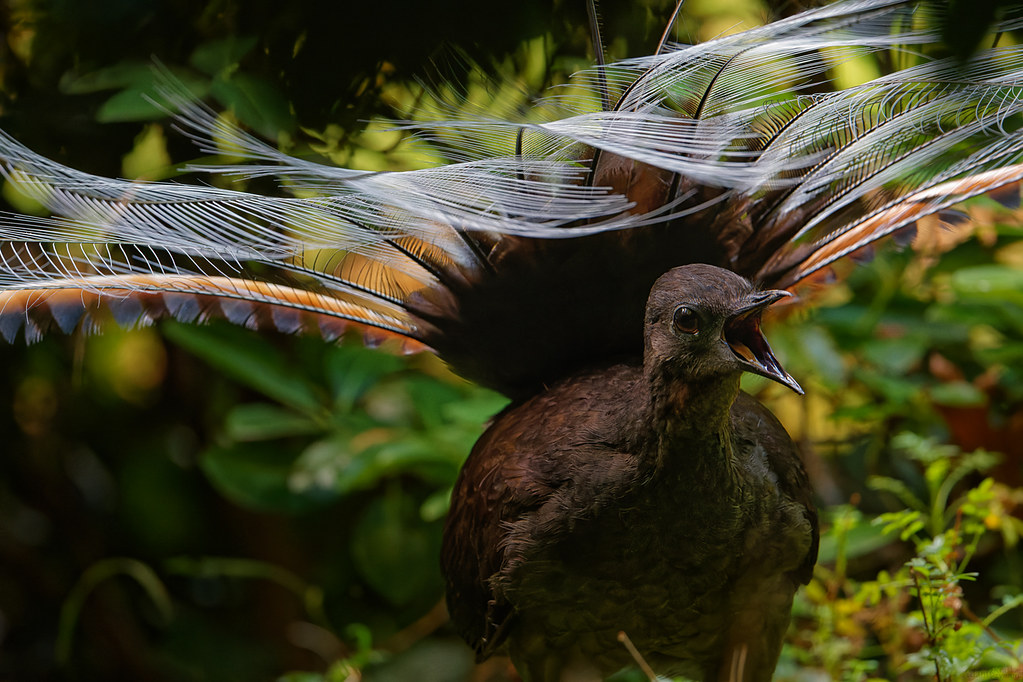 A Lyrebird displays its impressive tail feathers while singing in a lush environment.