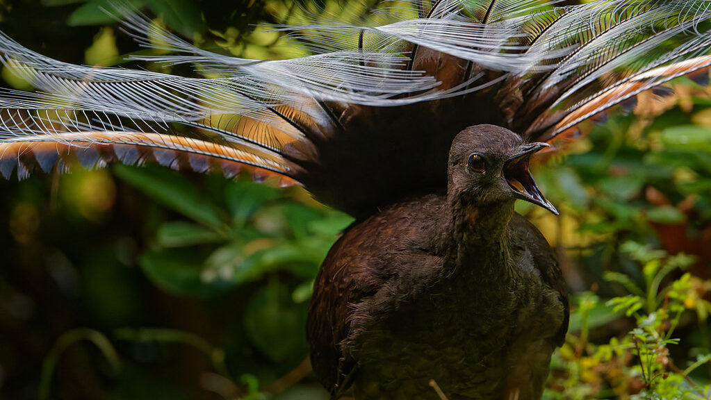 Lyrebird with open beak, vocalizing loudly in its natural habitat