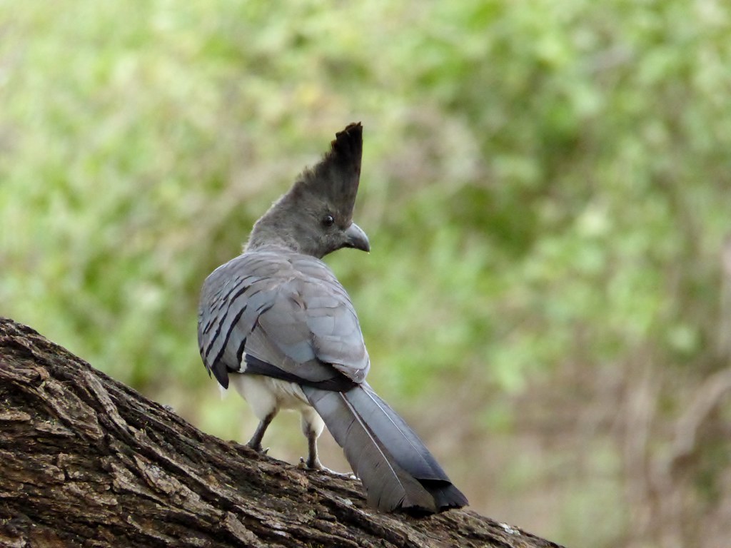A Grey Go-away-bird with a distinctive crest perches on a tree branch.