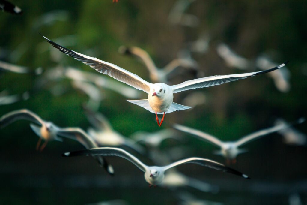 A gull is flying with outstretched wings.