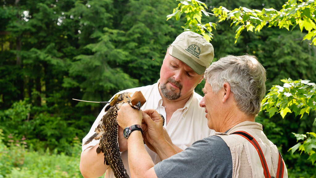 Two researchers securing a GPS tracker to a bird for wildlife monitoring