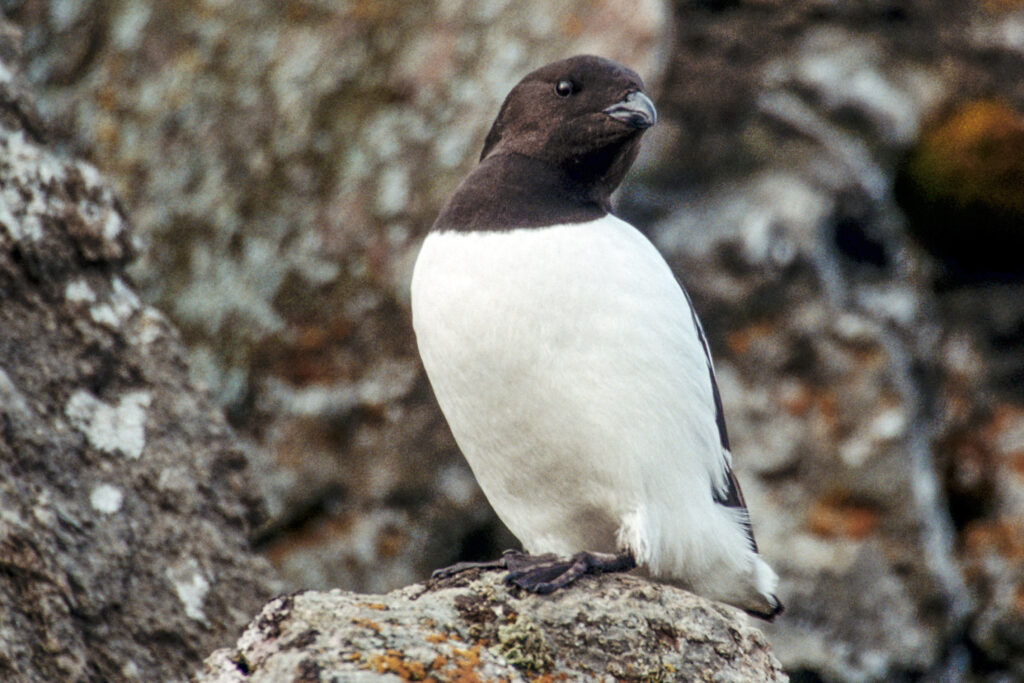 A Little Auk with black and white plumage.