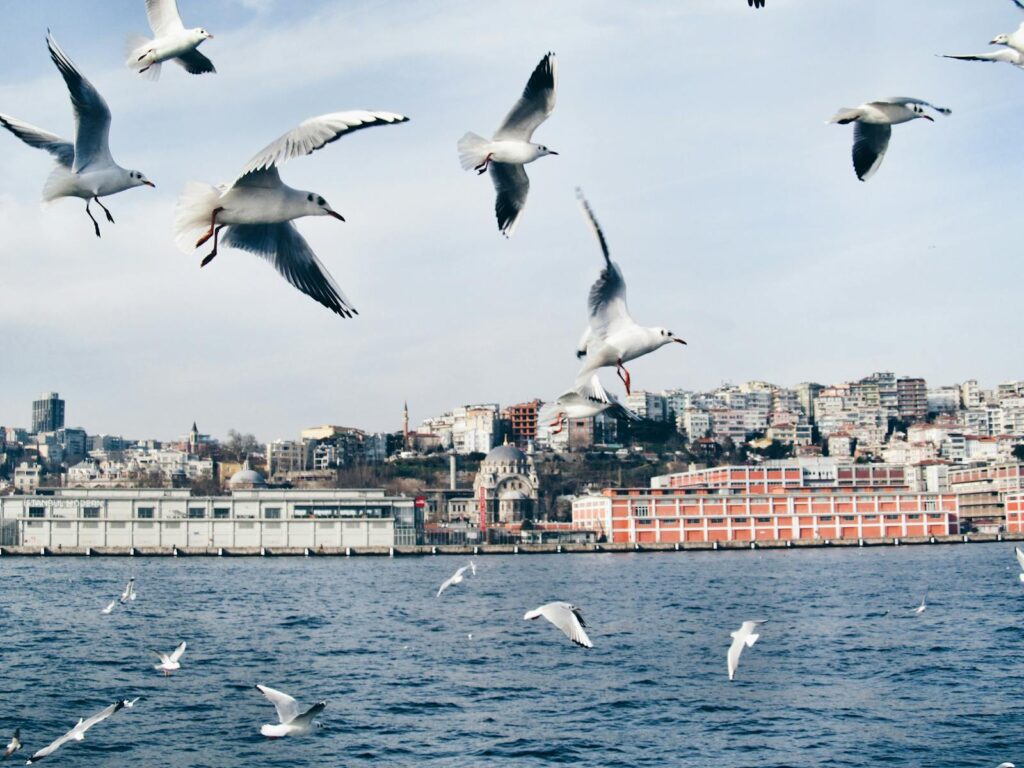 Seagulls flying over the Bosphorus with the Golden Horn visible in the background.