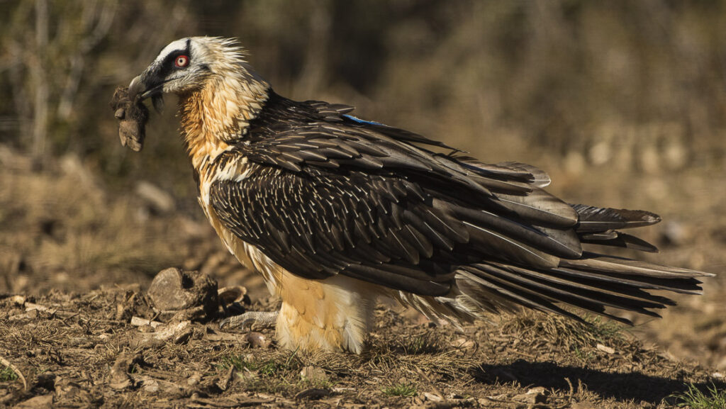 Bearded Vulture standing on dry ground while eating a bone