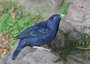 Satin Bowerbird with a striking blue-black plumage perches on a rock.