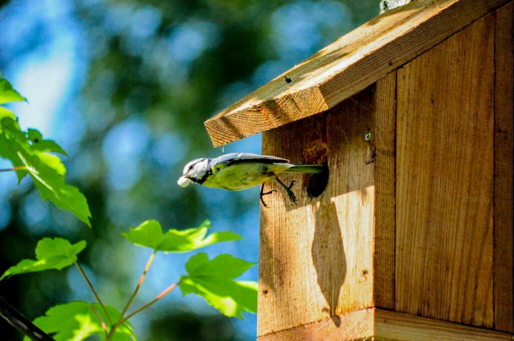A tit flying out of a wooden birdhouse surrounded by green leaves in daylight.