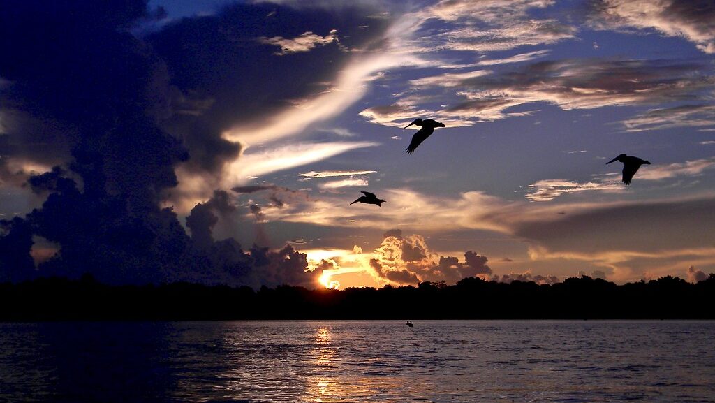 Silhouette of birds flying over a lagoon at sunrise