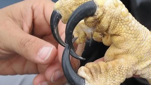 Human hand gently touching the massive talons of a Harpy Eagle
