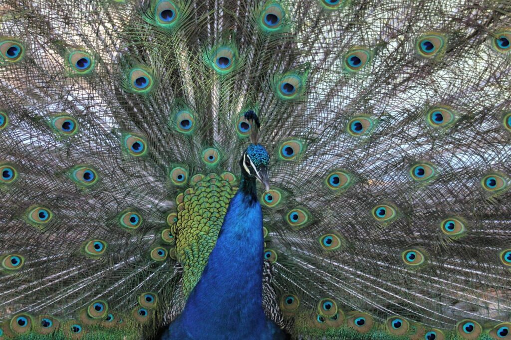A close-up of a peacock showcasing its vibrant feathers in a stunning display.
